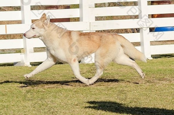 一只年轻漂亮的铜红色小鹿和一只白色西伯利亚哈士奇狗奔跑的侧视图，它们以惊人的耐力和速度著称