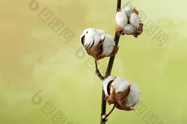 棉花的天然茎为<strong>纺织工业</strong>生产原棉