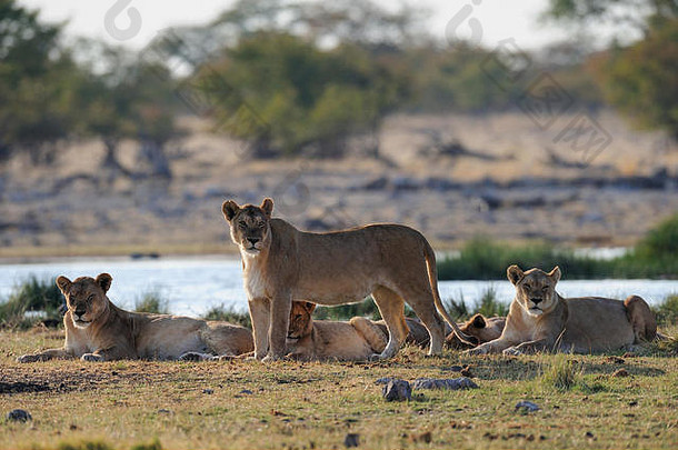 非洲狮子集团好奇的前面水潭埃托沙国家公园纳米比亚豹属利奥