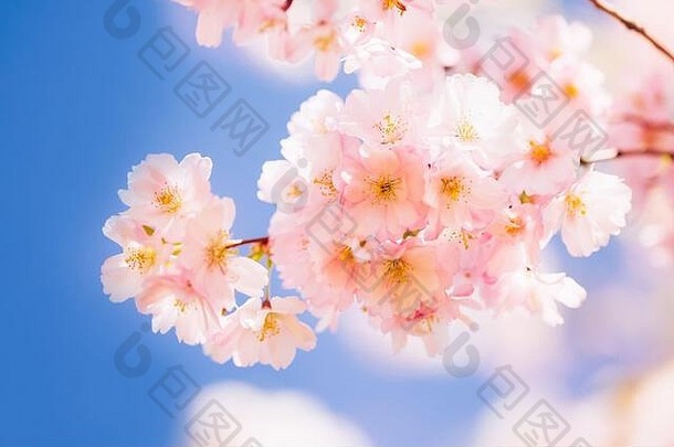 粉红色的樱桃开花分支布鲁姆蓝色的天空春天概念复制空间