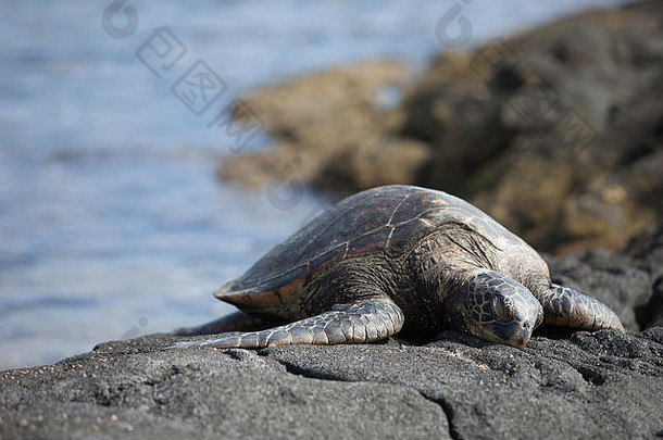 科纳考布利胡的黑沙滩上，绿海龟在阳光下晒太阳