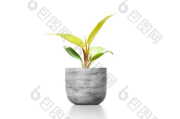 在白色背景上隔离的水泥花瓶中的华丽室内植物Maranta