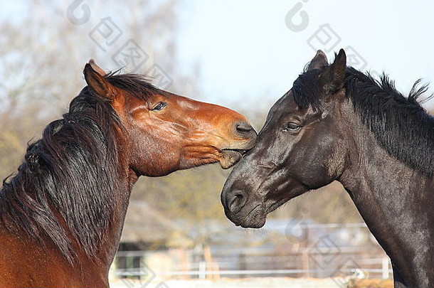 棕色和黑色的马相互摩擦