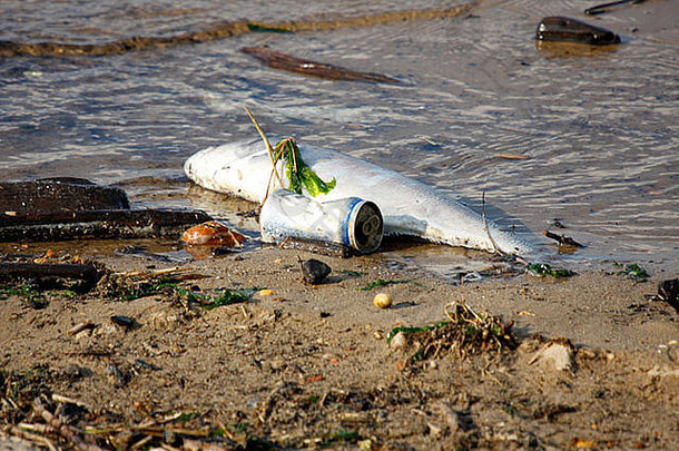 被丢弃的罐头搁浅在海滩上的死鱼