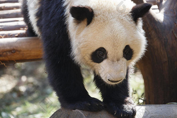 一只可爱熊猫头部的特写镜头