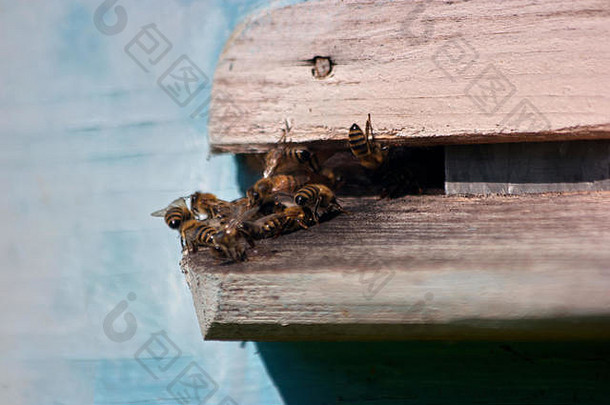 成<strong>群</strong>的蜜蜂飞进蜂巢。