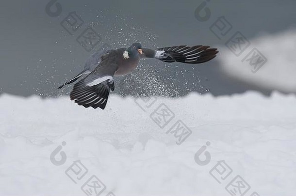木鸽在冬天飞