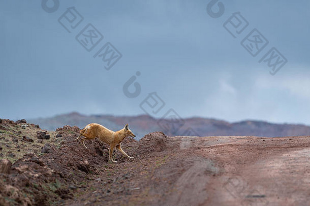 埃塞俄比亚狼徘徊萨内蒂高原埃塞俄比亚非洲