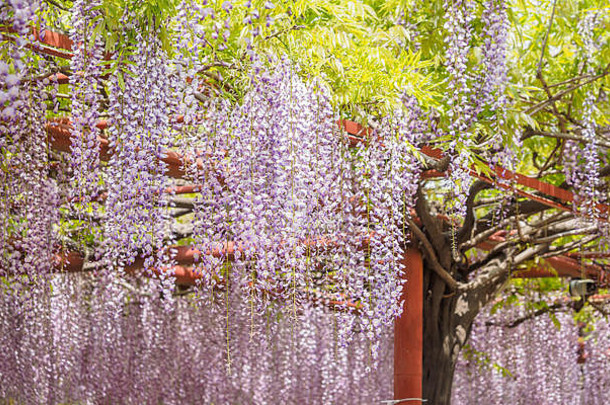 春天花系列紫藤格子花园
