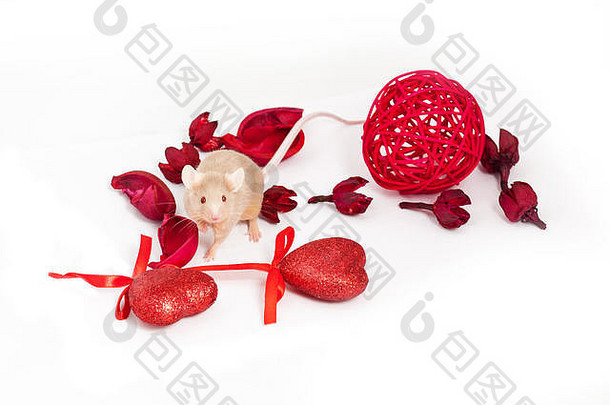 可爱的金色小老鼠坐在干枯的红花和闪闪发光的装饰心中间。他有一条长长的尾巴和一只粉红色的小爪子。