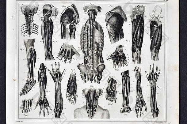 1849年人体解剖学医学插图