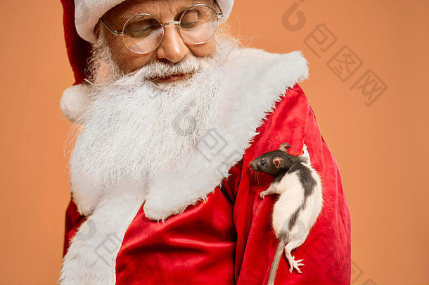 成熟的圣尼古拉斯留着灰胡子，穿着红色圣诞服装，戴着眼镜，看着爬在他肩膀上的小白鼠。寒假的概念和传统