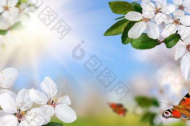 春天天堂白色春天花朵明亮的蓝色的阳光明媚的天空快乐蝴蝶宽格式