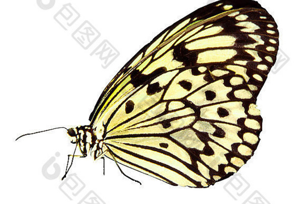白树若虫蝴蝶（意念明串珠），包括修剪路径