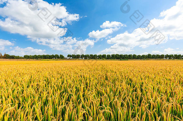 成熟的大米场天空景观农场