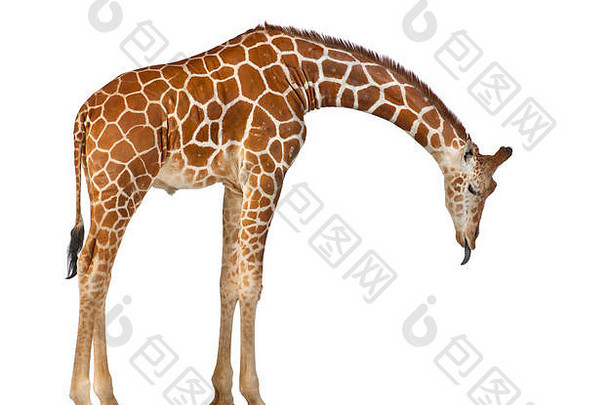 索马里长颈鹿，俗称网状长颈鹿，2岁半，站在白色背景下