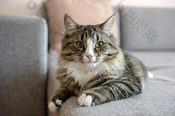 猫说谎沙发上猫放松沙发上
