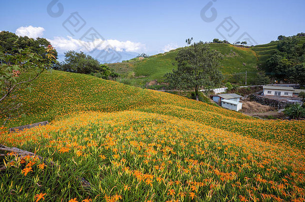 美丽的橙色黄花菜花农场liushidan山六十岩石山蓝色的天空云台湾Hualien富力关闭复制空间