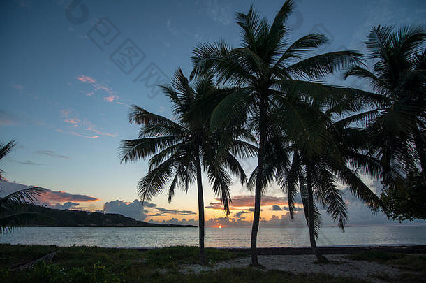 海滩上的椰树和美丽的天空