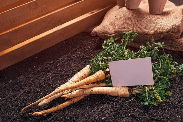 有机欧芹日益增长的业务卡模拟概念新鲜收获根蔬菜花园土壤地面