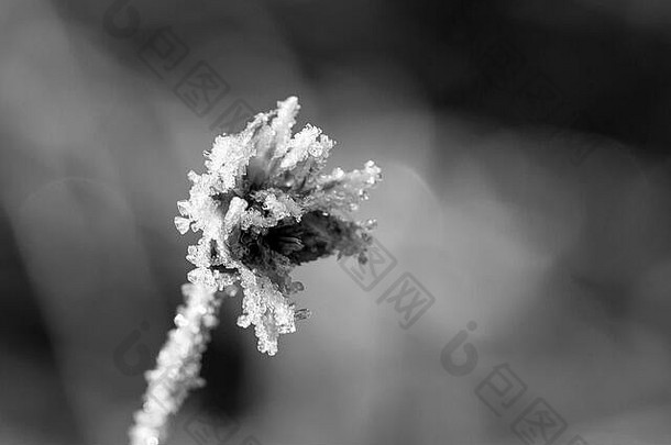 霜冻冬天花的黑白画像