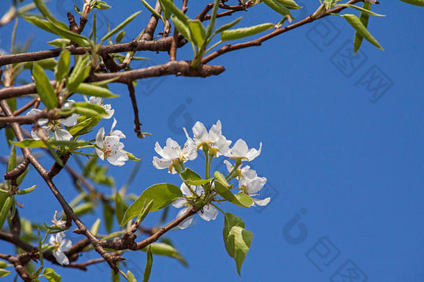 蓝天下盛开的梨树花的特写照片。