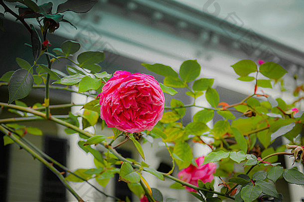 热粉红色的多花植物混合动力茶玫瑰前面花园大厦花园区奥尔良
