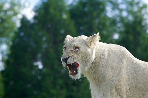 一头凶猛强壮的白狮的特写镜头