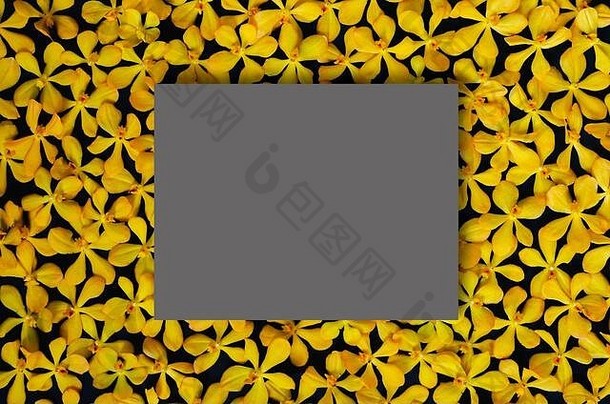 黄色的颜色兰花把黑色的背景空白黑暗灰色的广场空间文本背景背景概念