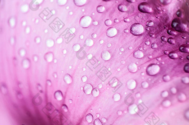 粉红色花瓣上美丽的水滴。