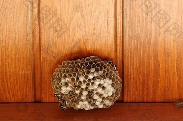 特写镜头黄蜂工作黄蜂蜂巢蜘蛛未来蜂巢攻击自然工作