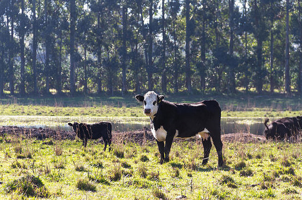 牛放牧绿色阿根廷农村