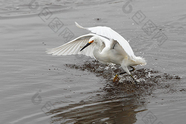 美国佛罗里达州西北梅里特岛，雪鹭（白鹭）正在捕捉一条小鱼