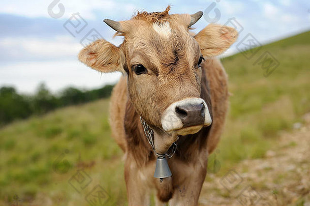 夏季草地上的棕色小牛
