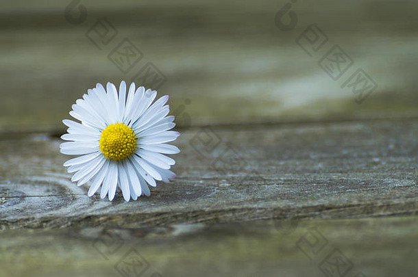 一朵美丽的雏菊花在古老的木制背景上。有拷贝空间的<strong>漂亮图片</strong>。贺卡的概念。