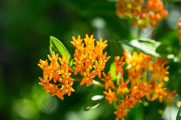 橙丛中花朵的特写