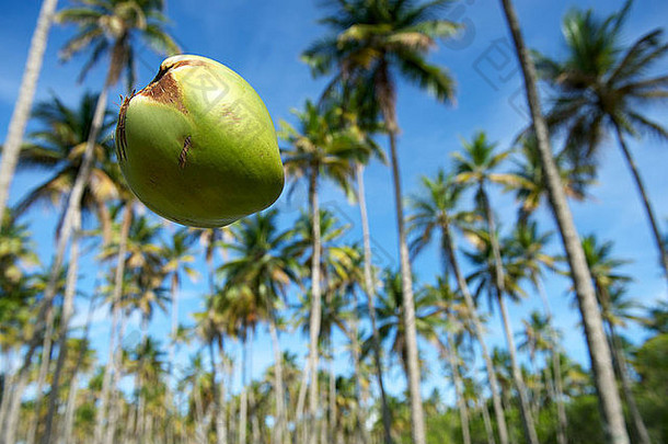 在巴西北部的椰子海岸，从热带巴西天空中一片高大的绿色椰树林中掉落的椰子