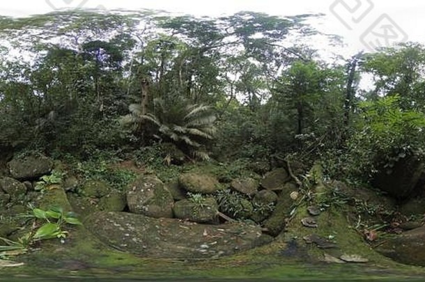 在热带森林的灌木丛中，巨石丛生，苔藓丛生，4K 360照片