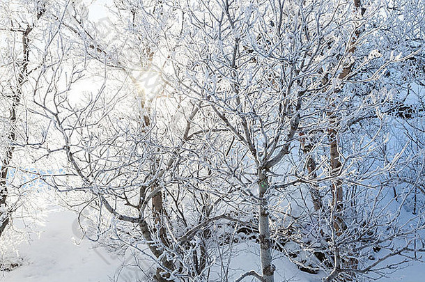 冷淡的<strong>树</strong>清晰的阳光明媚的一天冰岛