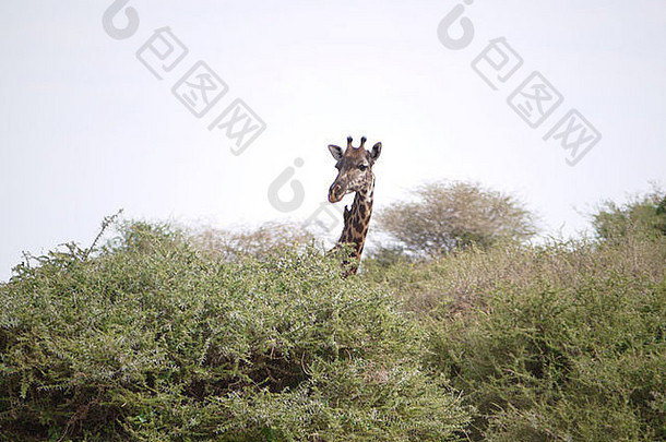 长颈鹿偷看单身孤独的灌木牛啄鸟观鸟警惕好奇的狩猎游客塞伦盖蒂好奇的站得高高的