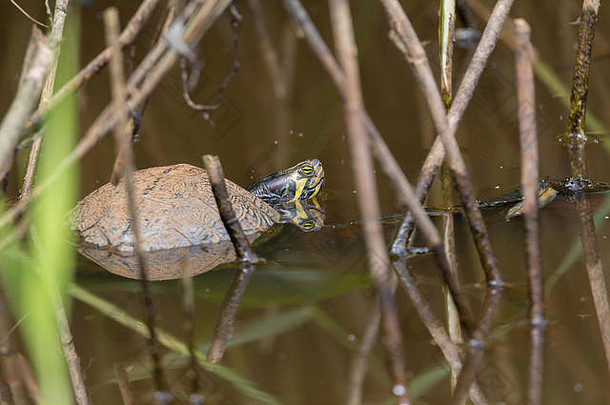 英国自然保护区的水龟在小池塘里晒日光浴。爬行动物宠物被放归英国的野生水域，以水生野生动物为生