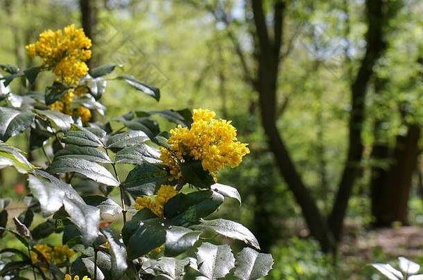黄色的盛开的十大功劳aquifolium俄勒冈州葡萄阳光明媚的春天一天公园柏林常绿灌木家庭小檗科