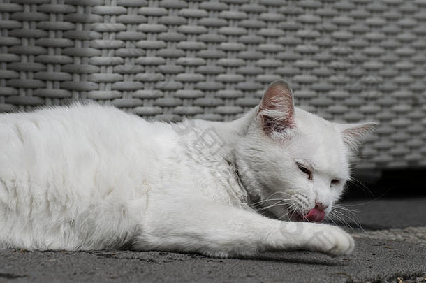 白色猫宠物动物