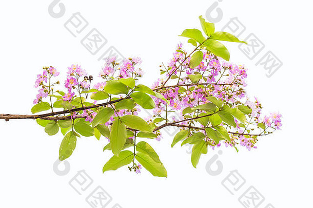 多花紫薇，也称为泰国紫薇和凯达邦戈，是柳杉科开花植物的一种。是纳特