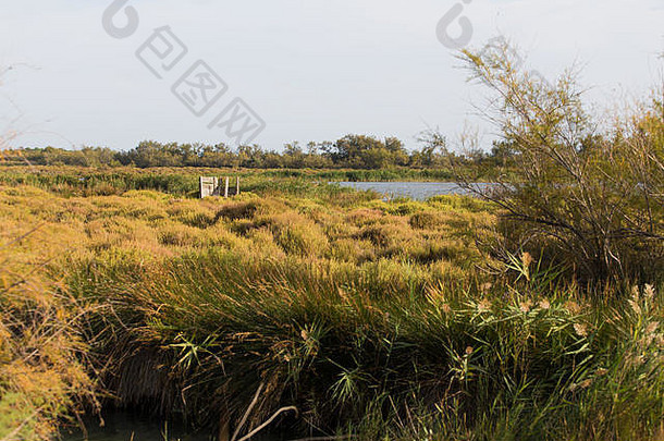 法国拉卡玛格湿地灌木丛湿地上用于观鸟的木皮点