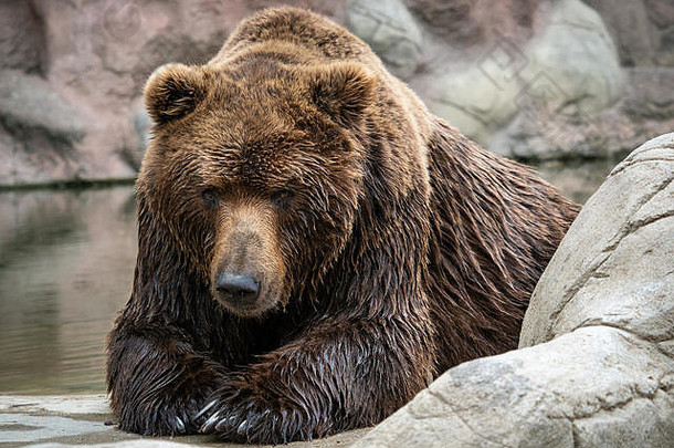 堪察加半岛棕色（的）熊熊属arctos白令棕色（的）皮毛外套危险典型的<strong>动</strong>物