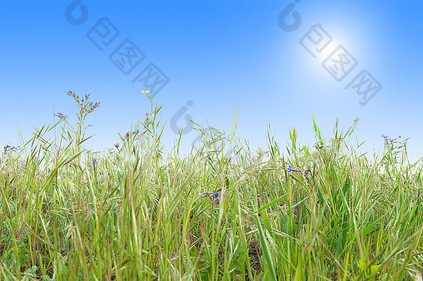 绿色的草，蓝色的晴朗天空为背景