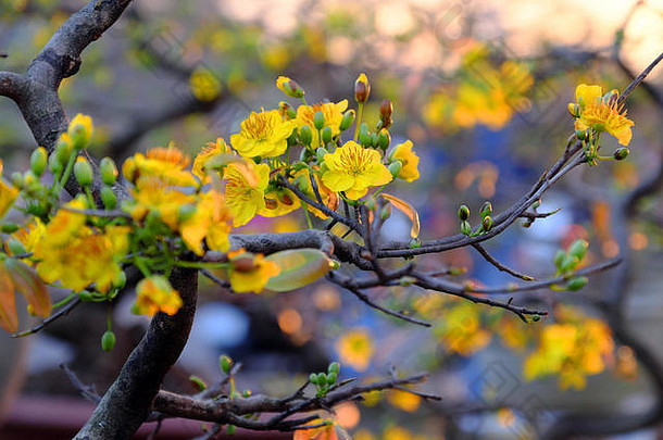 日落时分花市树枝上黄色杏花<strong>的</strong>特写镜头，春花盛开，准备在农历新年装饰