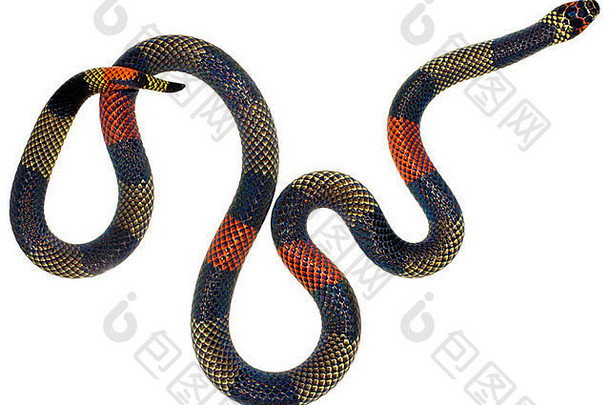 亚马逊河珊瑚蛇（暗纹细尾蛇）。一种产于厄瓜多尔亚马逊地区的毒蛇。