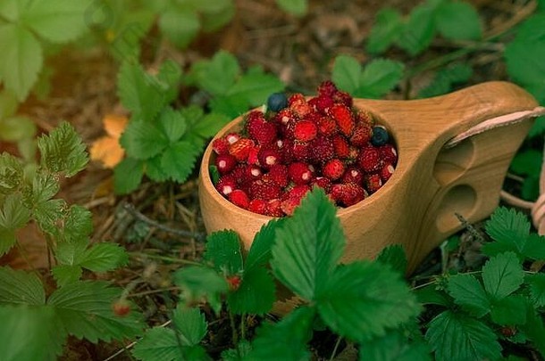木杯野生草莓森林传统的木芬兰杯库克萨野生浆果草莓快乐